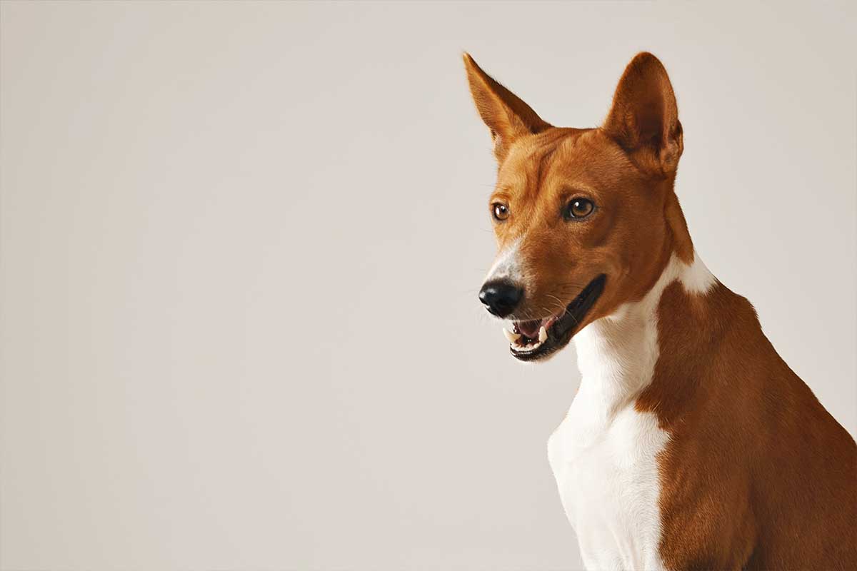 Basenji